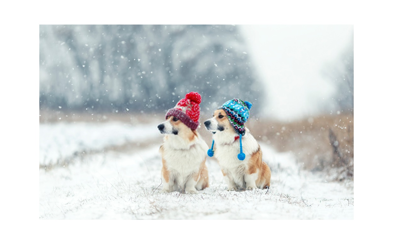 PARC CANIN FERMÉ POUR L'HIVER 2023-24